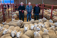 2 First Prize Cheviots from Glendinning Farms